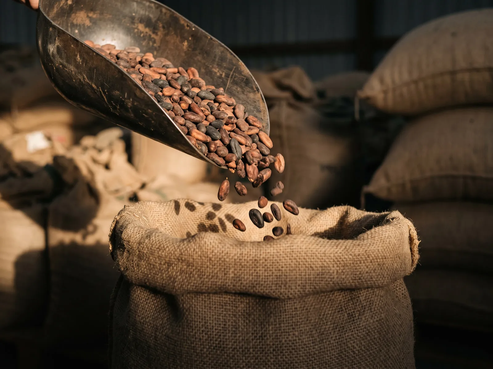 Cocoa beans poured from a metal scoop into a burlap sack
